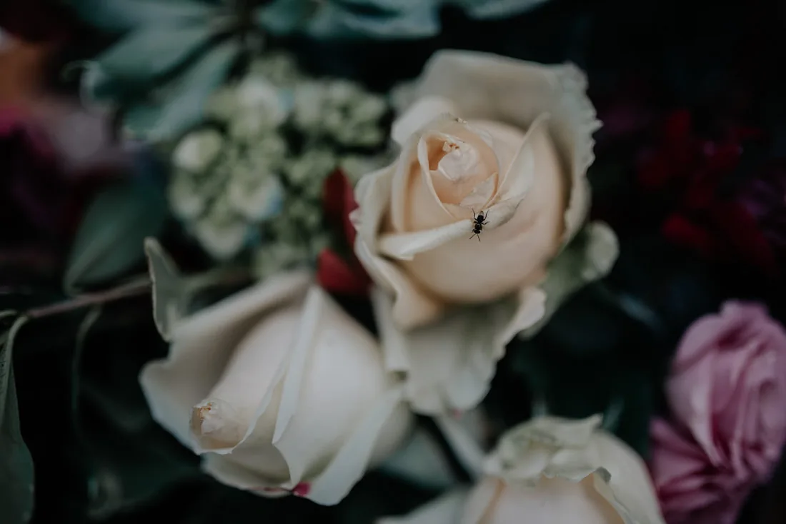 vanessa + vitor 24